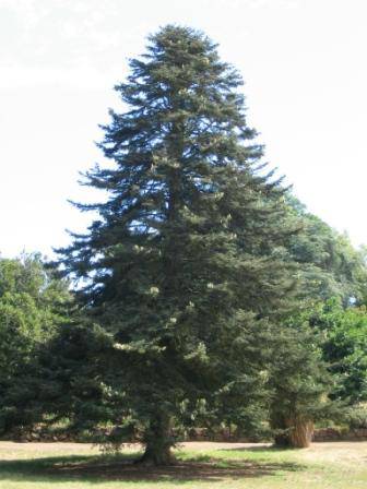 T12119 Abies pinsapo