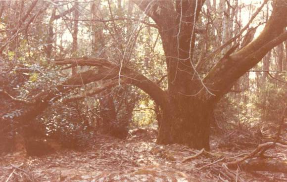 T11841 Castanea sativa