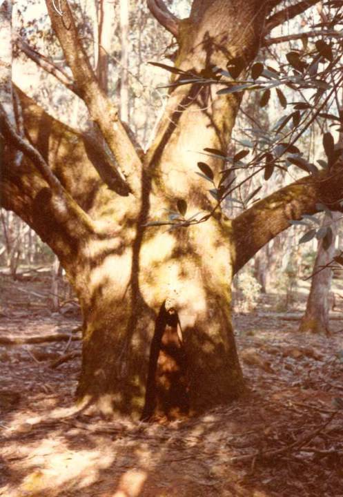 T11841 Castanea sativa