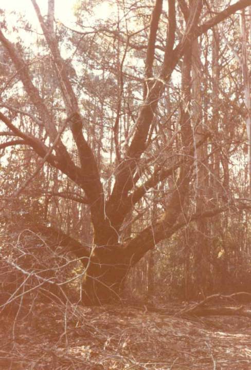 T11841 Castanea sativa