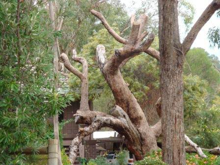 T11576 Eucalyptus pryoriana 