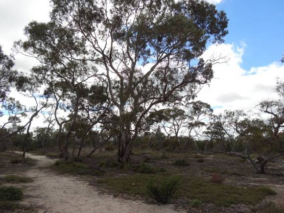 L10162 Little Desert - Stringybark Tk 