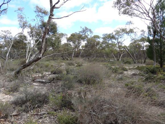 L10162 Little Desert - Stringybark Tk 
