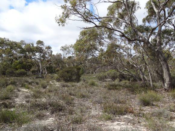 L10162 Little Desert - Stringybark Tk 