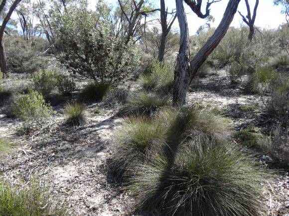 L10162 Little Desert - Pomponderoo Hill 