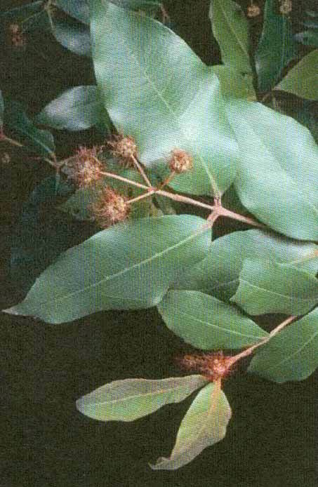 T11481 Choricarpia leptopetala
