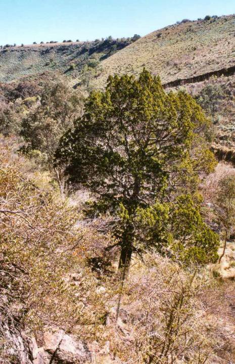 T12041 Callitris glaucophylla