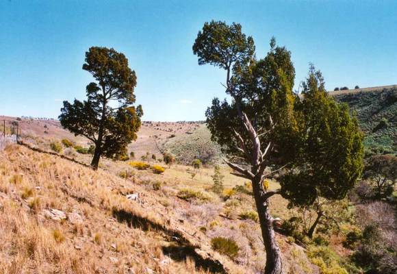 T12041Callitris glaucophylla