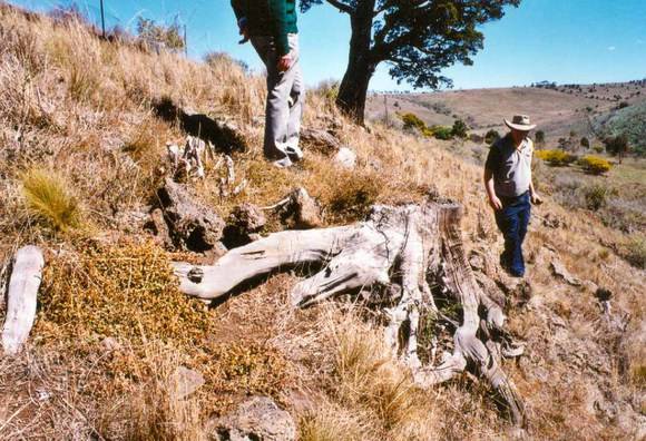 T12041 Callitris glaucophylla stump