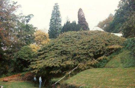 T11658 Weeping Elm