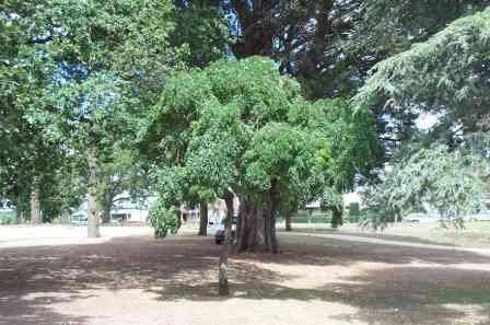 T12074 Sophora japonica