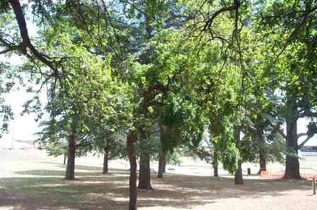 T12074 Sophora japonica