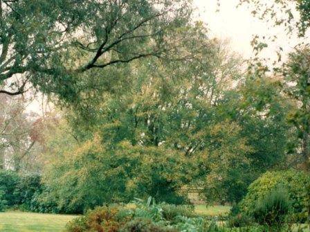 T12005 Quercus x hispanica 
