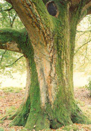 T12005 Quercus x hispanica