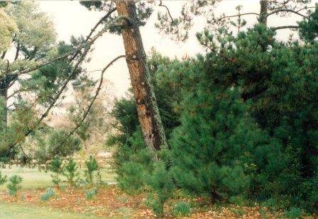 T12006 Pinus muricata 
