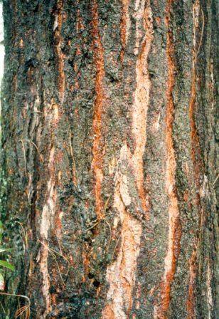 T12006 Pinus muricata 