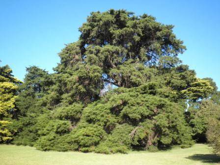 T12179 Hesperocyparis macrocarpa