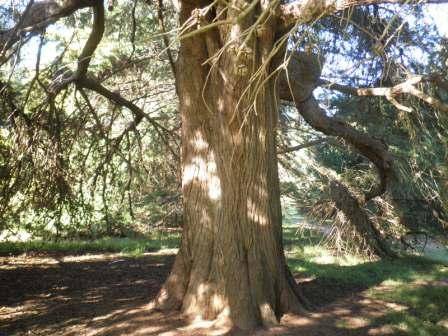T12179 Hesperocyparis macrocarpa 