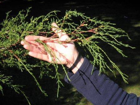 T12179 Hesperocyparis macrocarpa 