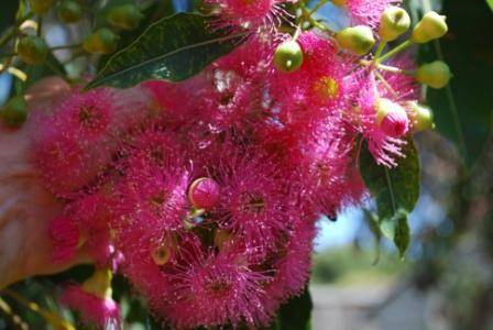 T12175 Corymbia calophylla 