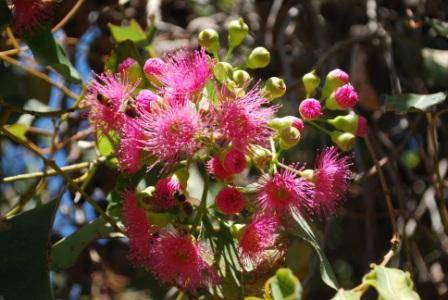 T12175 Corymbia calophylla 