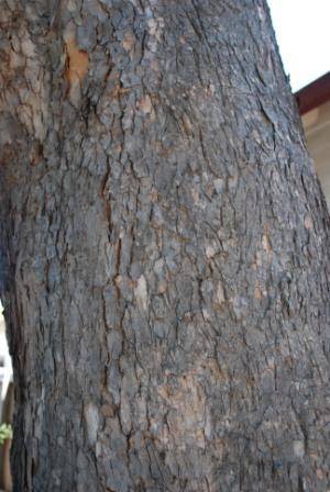 T12175 Corymbia calophylla 