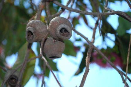 T12175 Corymbia calophylla 