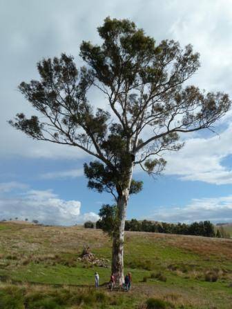 T12176 Eucalyptus blakelyi 