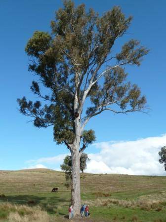 T12176 Eucalyptus blakelyi 