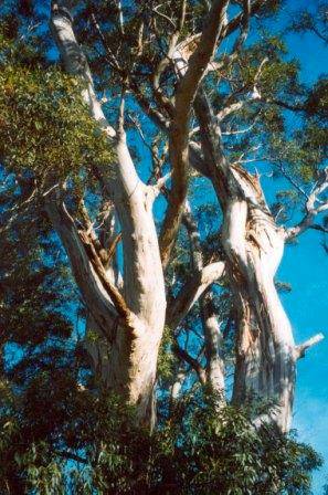 T12058 Eucalyptus viminalis