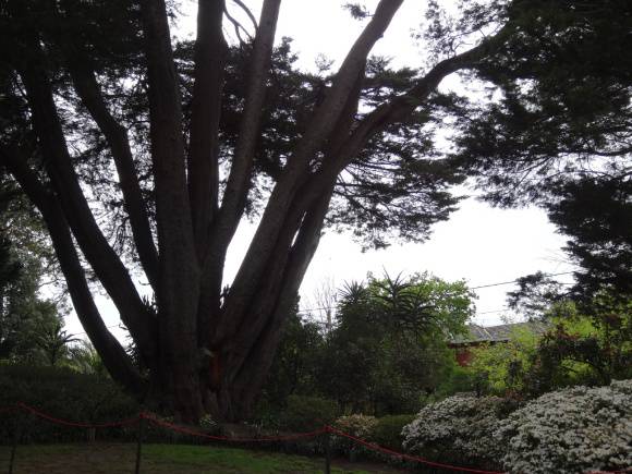 G13079 Astolat cupressus macrocarpa
