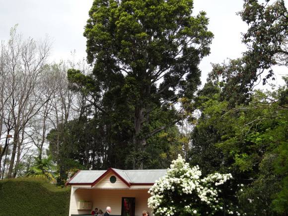 G13079 Astolat kauri 
