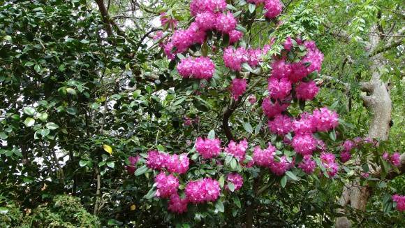 G13079 Astolat garden 
