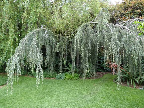 G13079 Astolat weeping cedar 