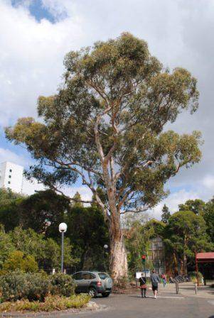 T12182 Eucalyptus cladocalyx
