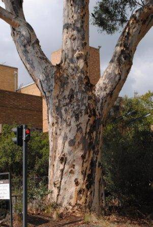 T12182 Eucalyptus cladocalyx
