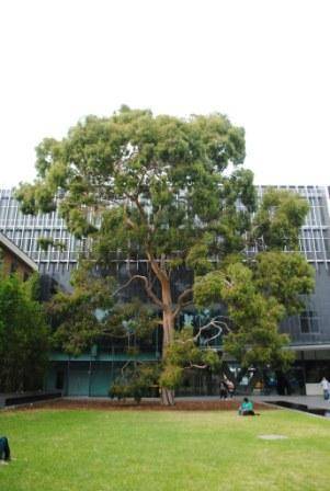 T12184 Corymbia citriodora