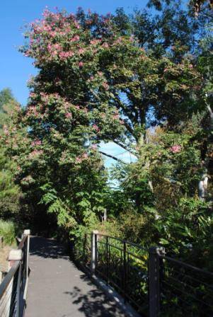 T12185 Ceiba speciosa