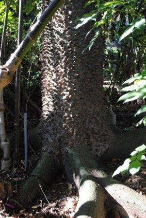 T12185 Ceiba speciosa