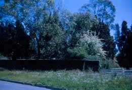 B3164 Pioneer Cemetery Heidelberg