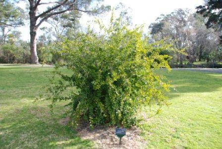 T11375 Dovyalis caffra 