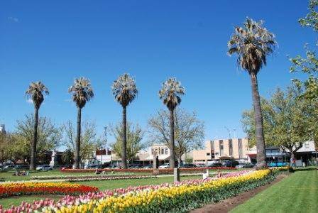 T11378 Washingtonia filifera 