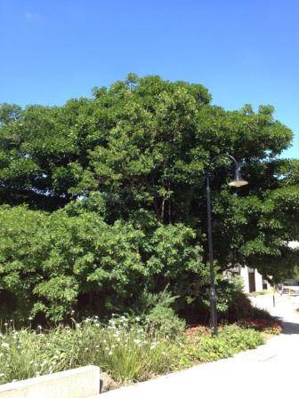 T12177 Erythrina vespertilio