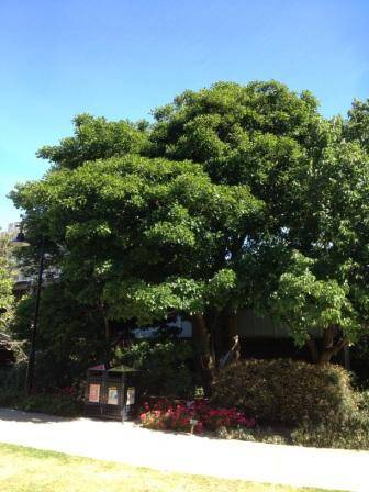 T12177 Erythrina vespertilio