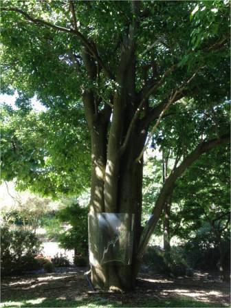 T12177 Erythrina vespertilio