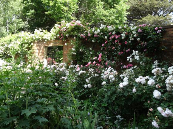 G13130 Bolobek walled rose garden