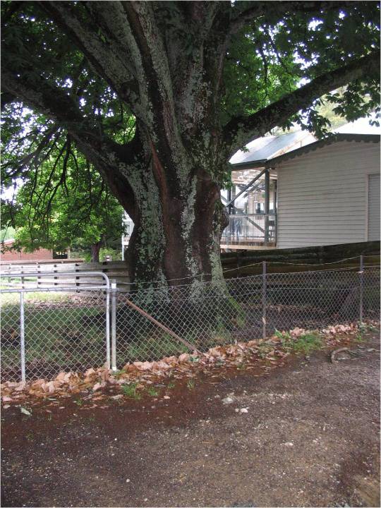 T12141 Quercus canariensis Trunk