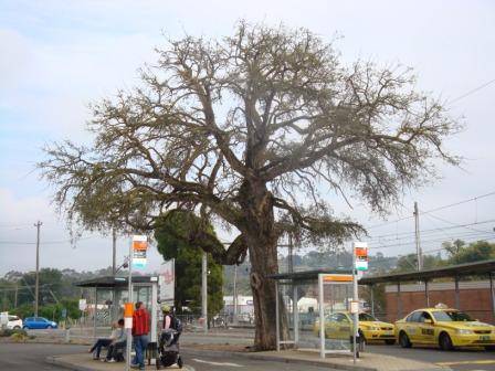 T12134 Quercus suber 2009