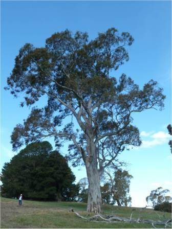 T12201 Eucalyptus blakelyi