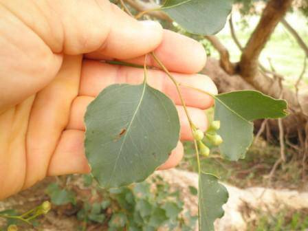 T12204 Eucalyptus baueriana ssp thalassina
